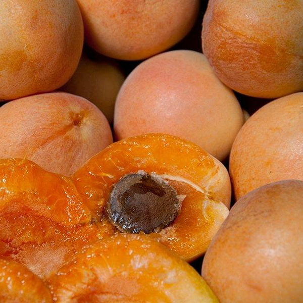 Blenheim Apricot