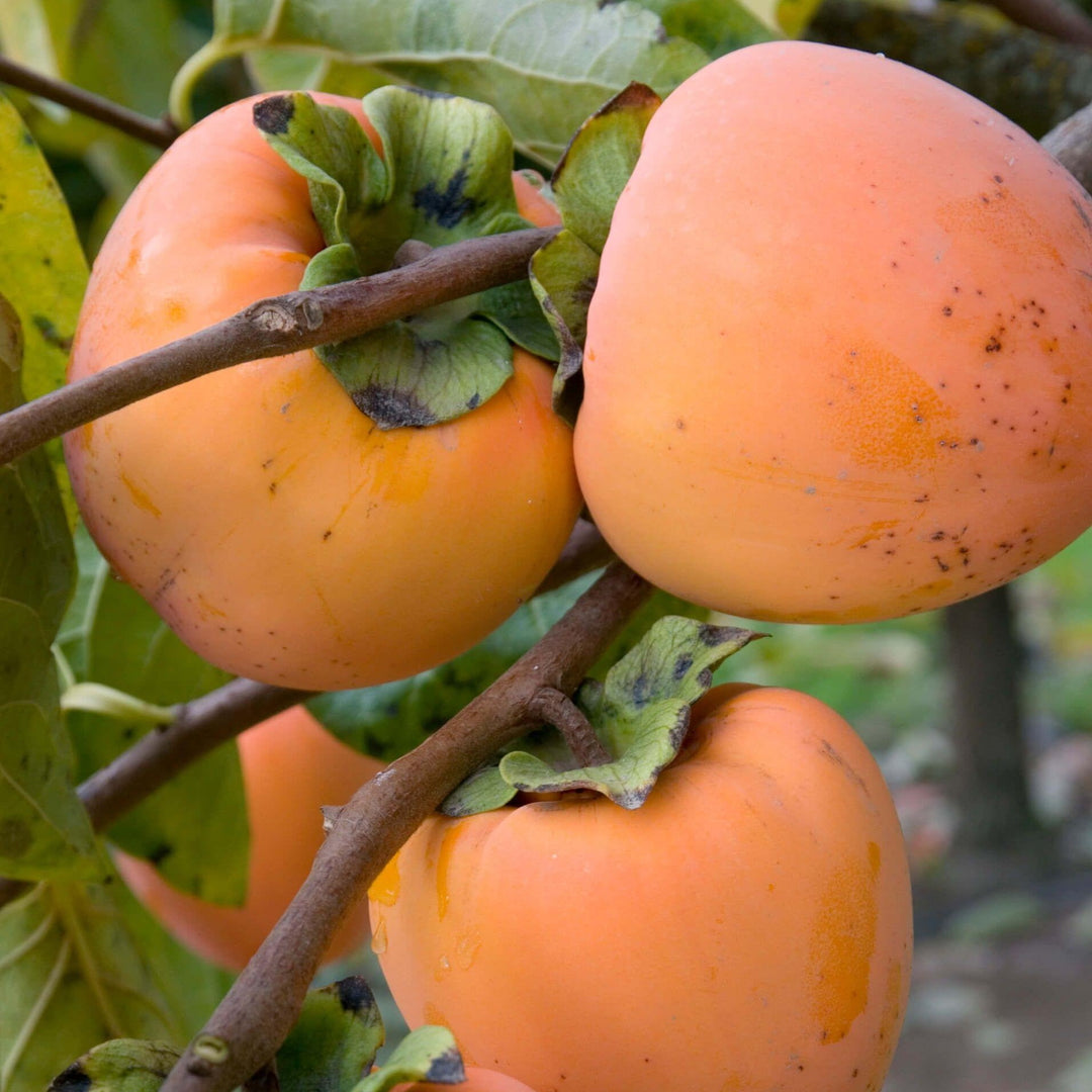 Hachiya Persimmon