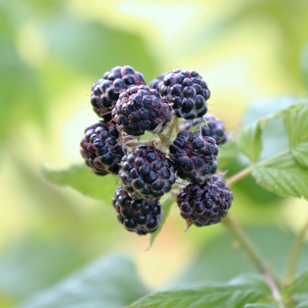 Jewel Black Rasberry