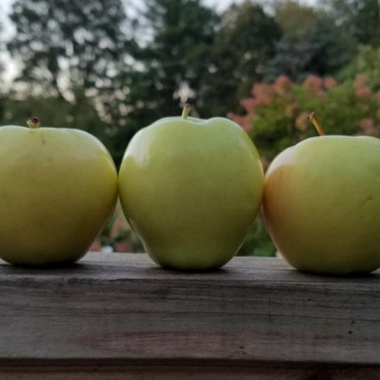 Ginger Gold Apple