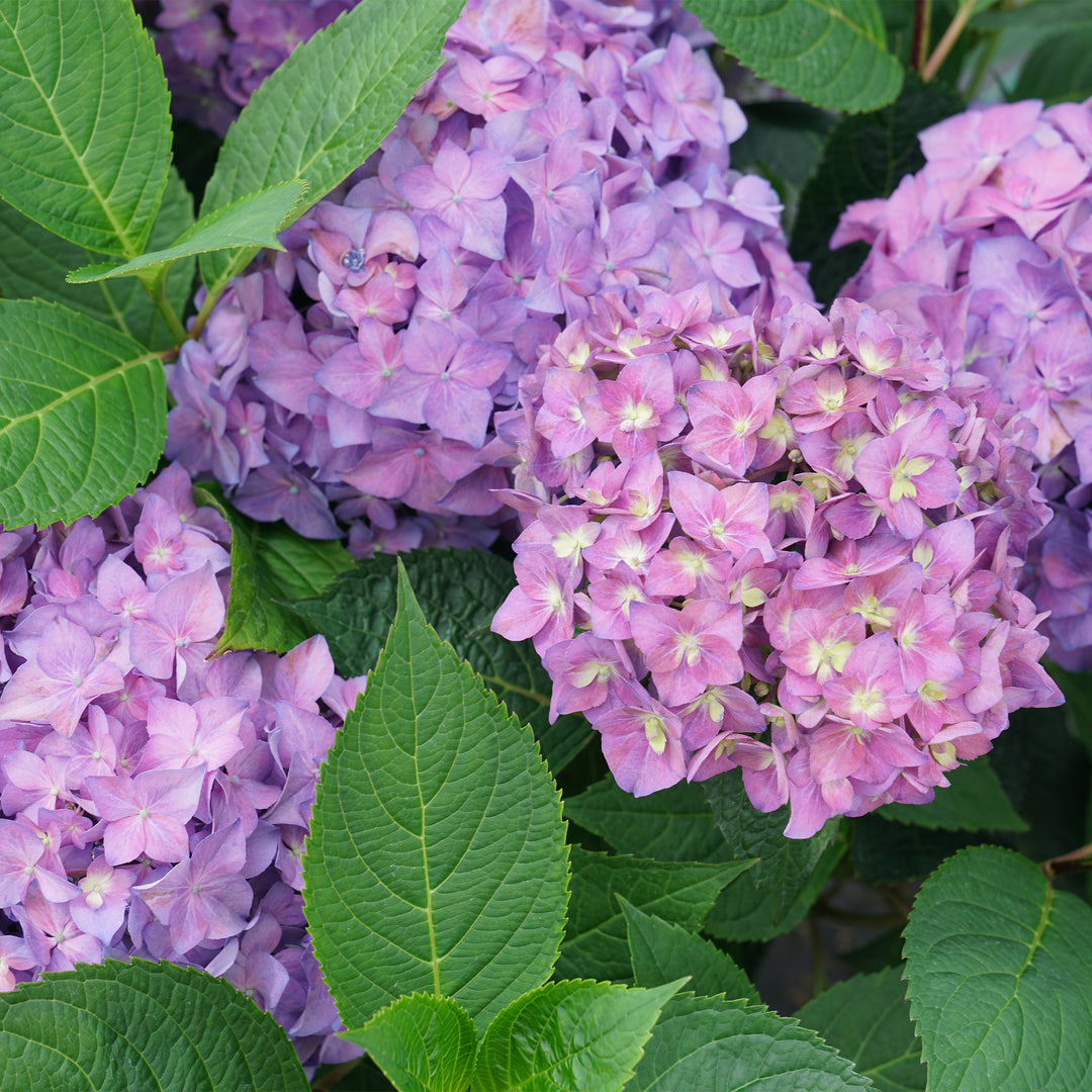 Let's Dance ¡Arriba!® Reblooming Hydrangea