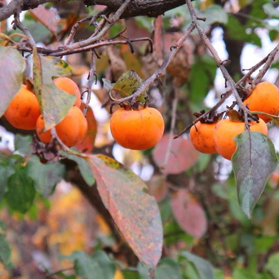 American Persimmon