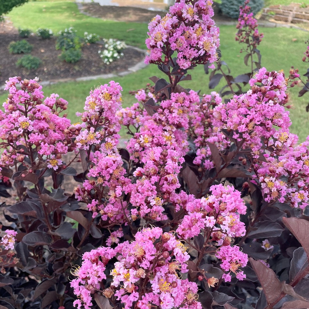 Thunderstruck™ Lavender Blast™ Crapemyrtle