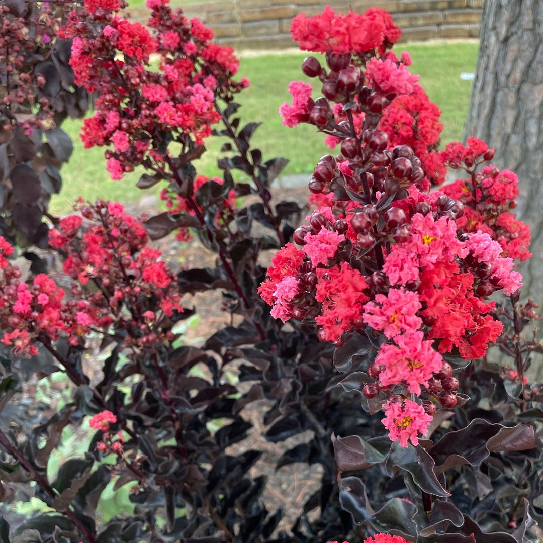Thunderstruck™ Rumblin' Red™ Crapemyrtle