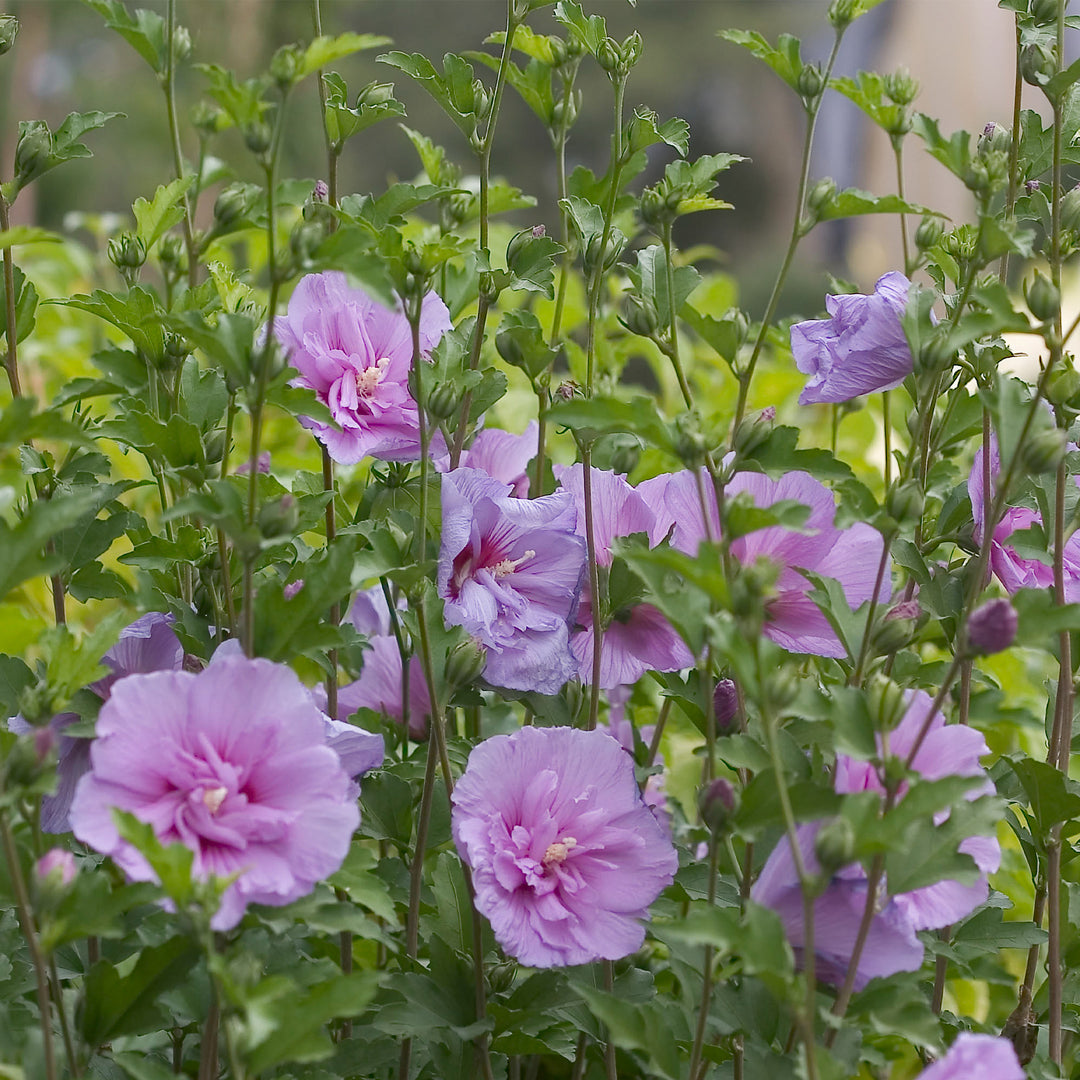 Dark Lavender Chiffon® Rose of Sharon - Tree Form
