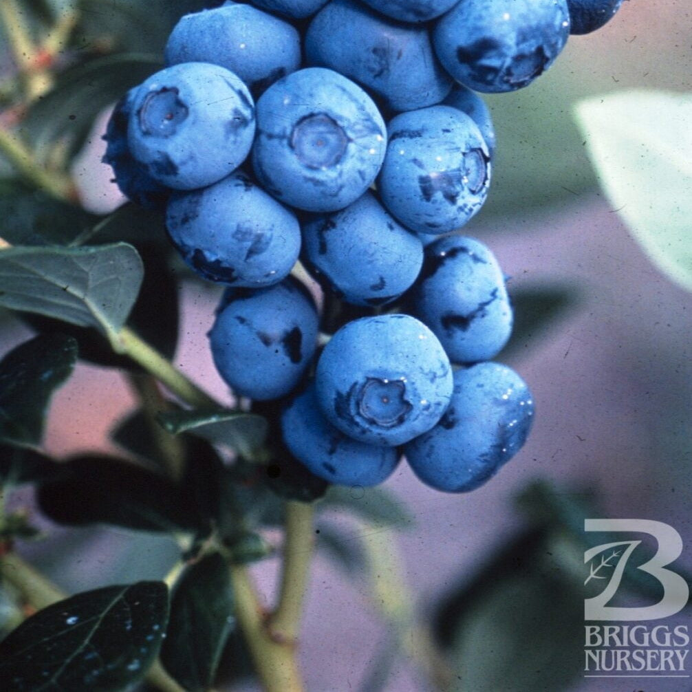 Duke Blueberry