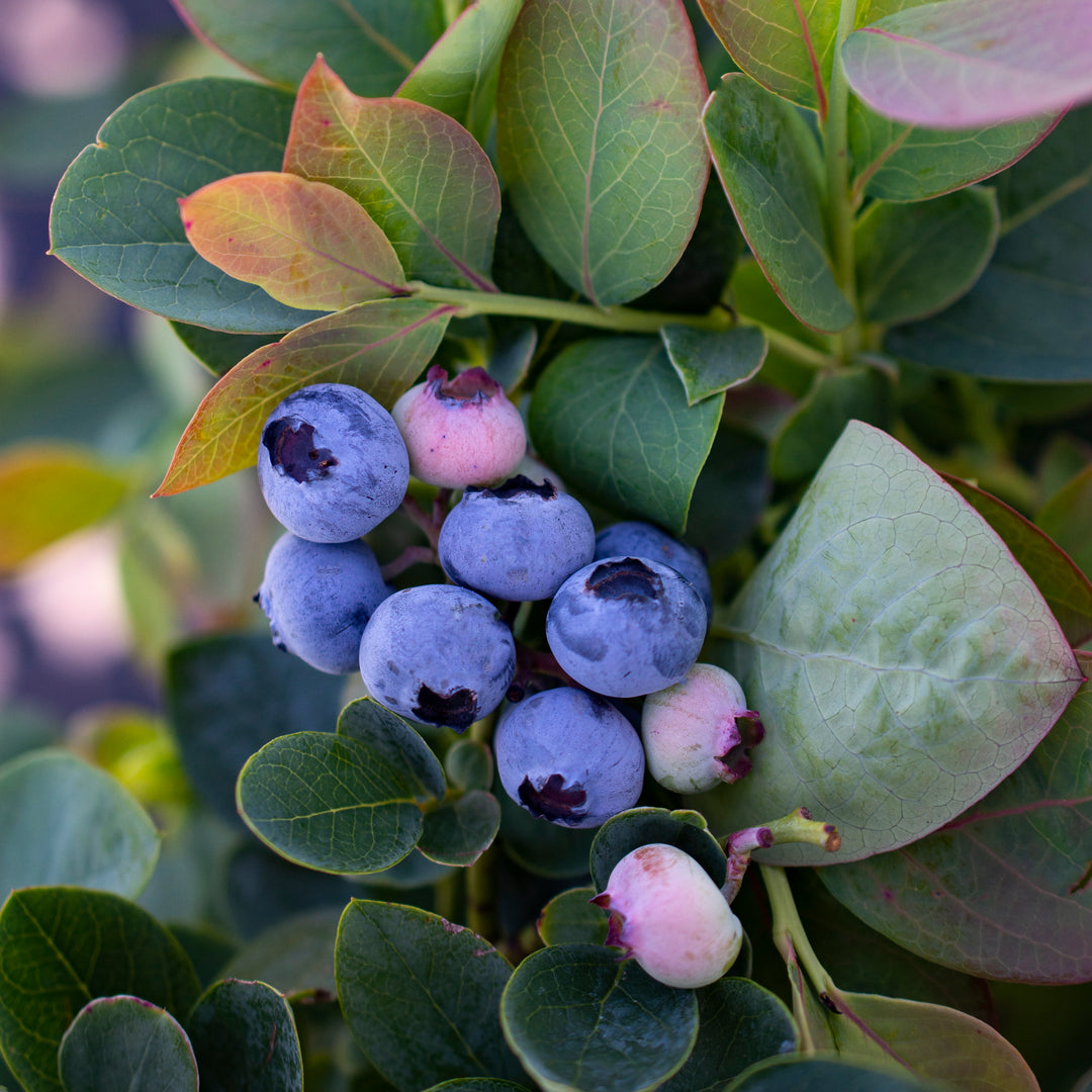 Silver Dollar® Blueberry