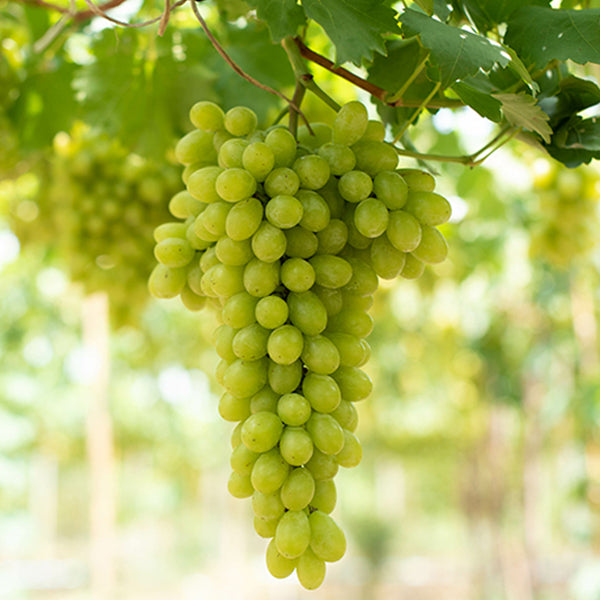 Cayuga White Grape Vine
