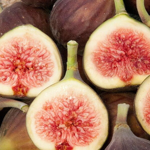 Chicago Hardy Fig