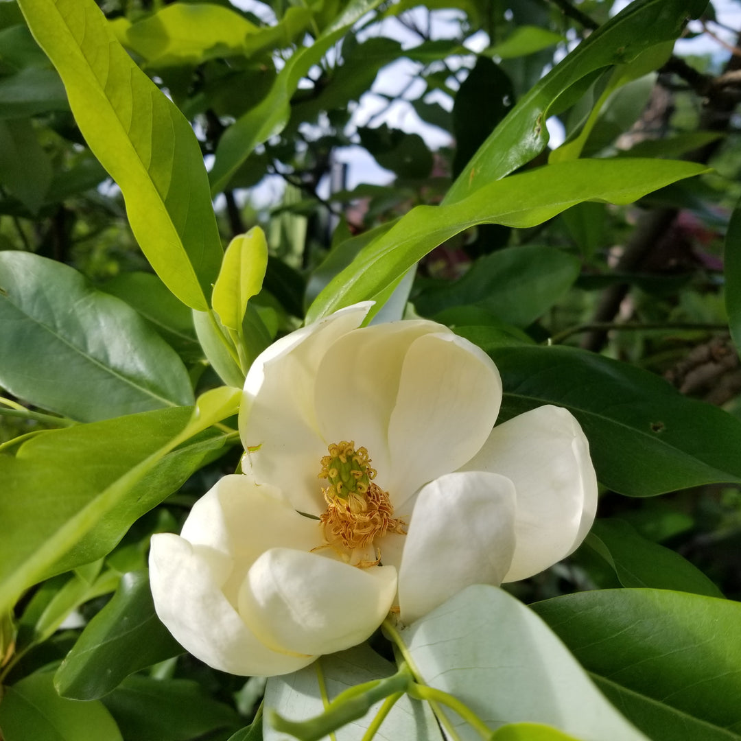 Moonglow Sweetbay Magnolia