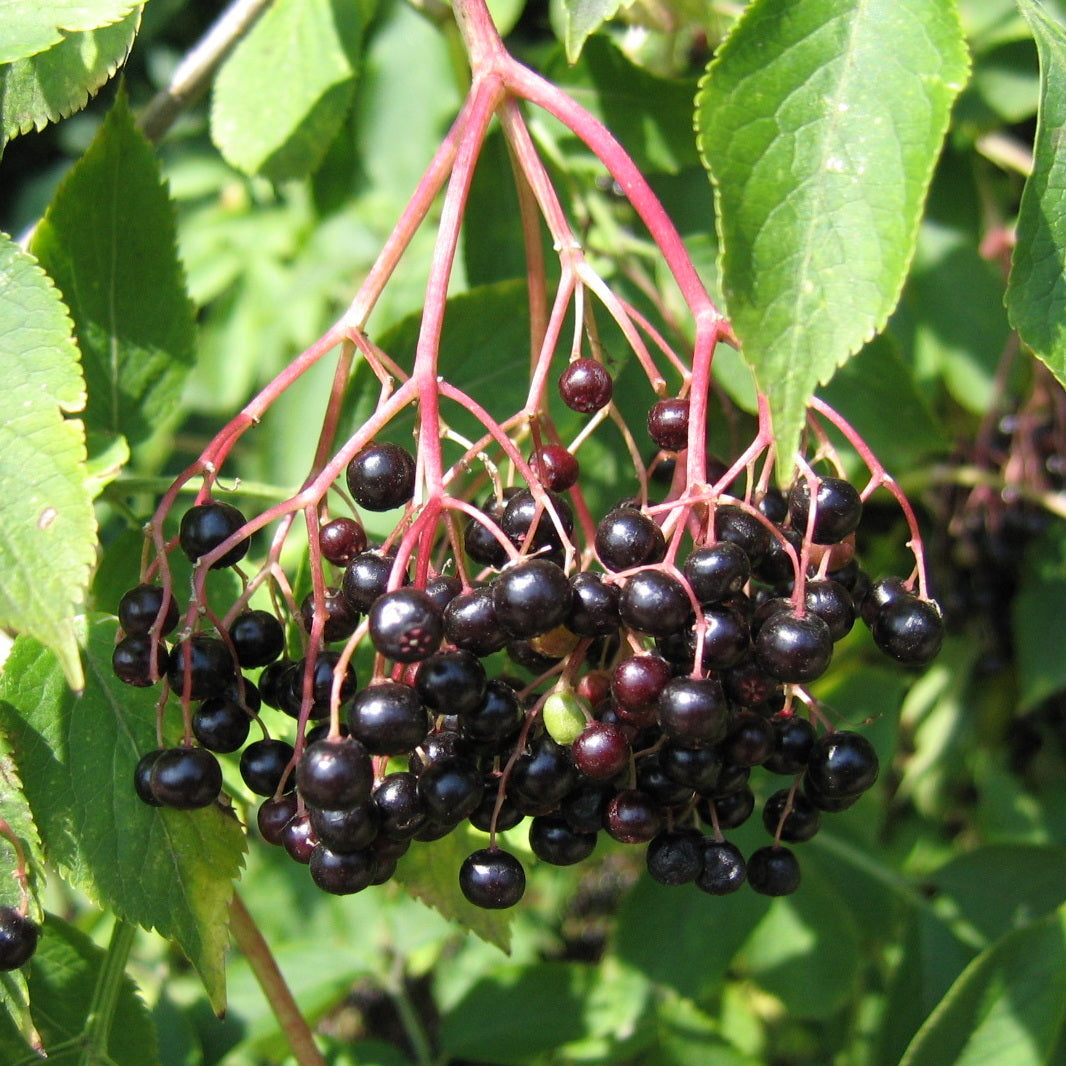 York Elderberry