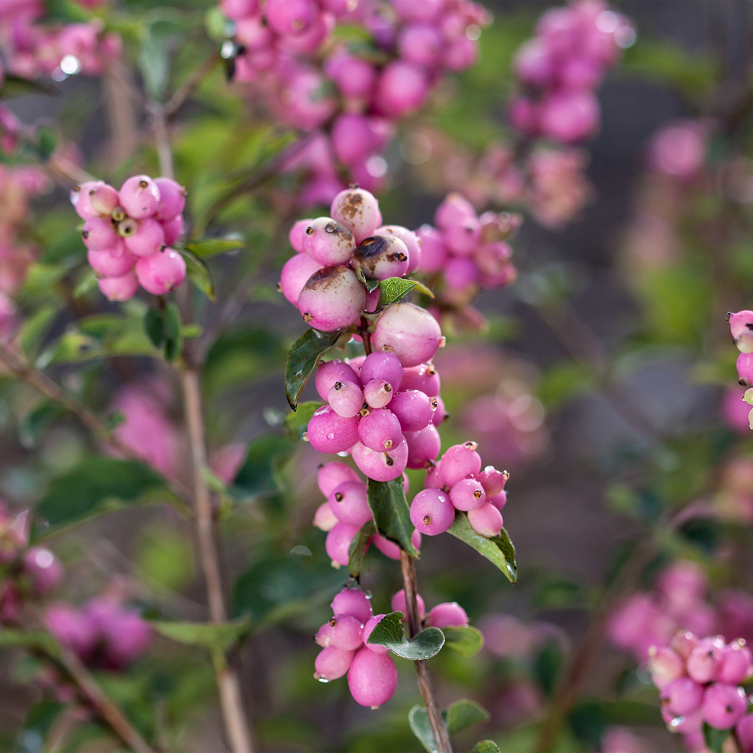 Candy™ Snowberry (Coral Berry) – Gasper Home & Garden