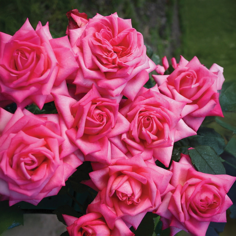 Eleganza® Wedding Bells™ Rose