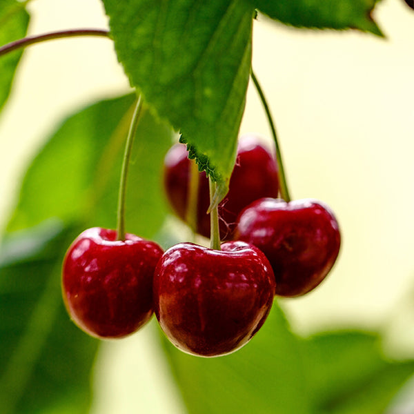 Juliet Bush Cherry
