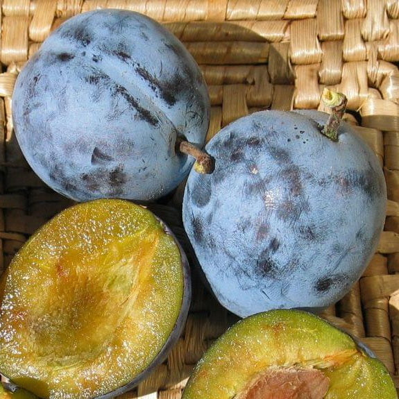 Italian Prune Plum