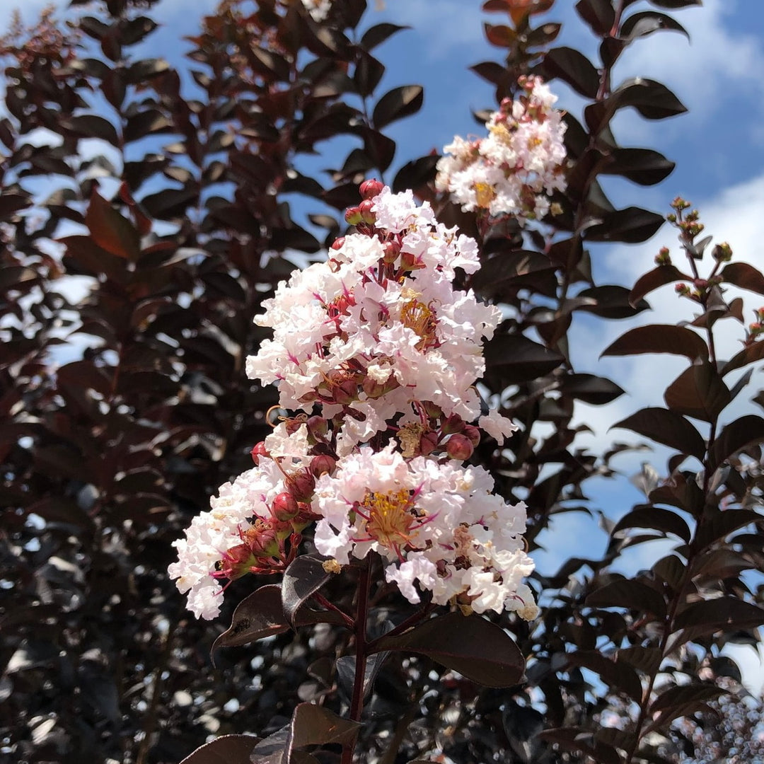 Thunderstruck™ White Flash™ Crapemyrtle