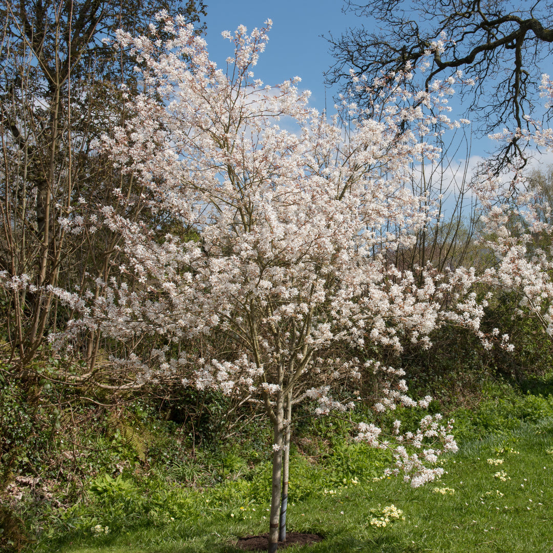 Cumulus Serviceberry