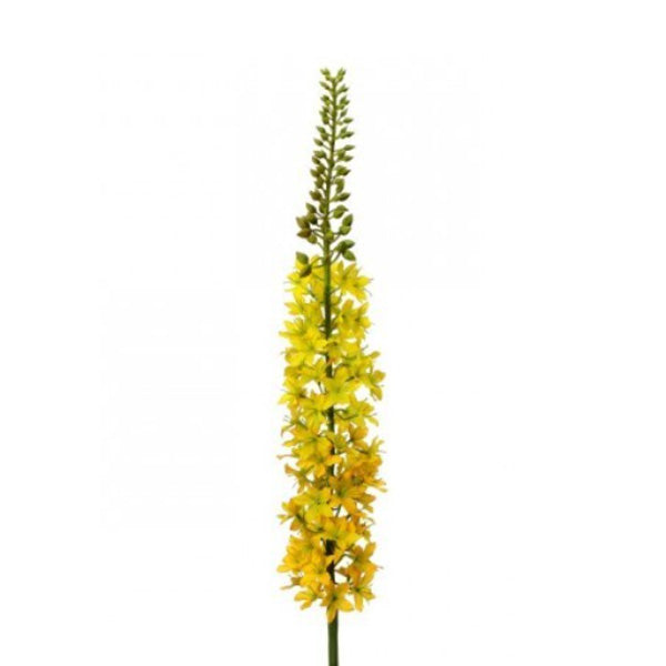 Yellow Eremerus Stem