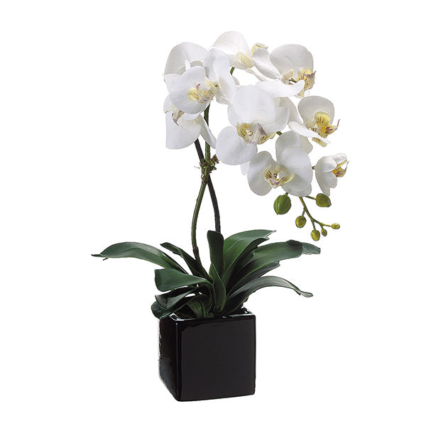 Cream Yellow Phalaenopsis Orchid Plant in Ceramic Pot