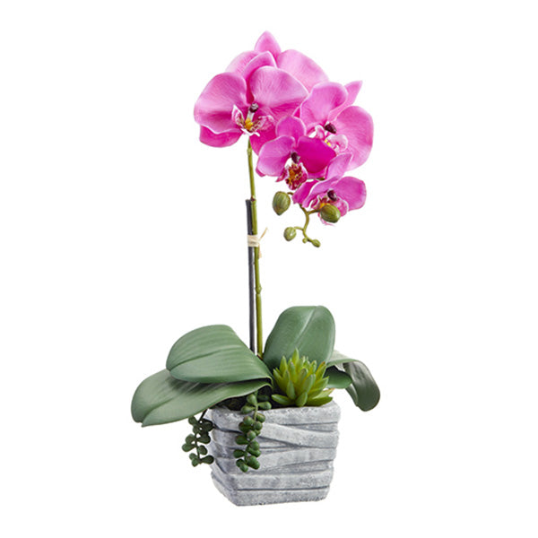 Pink Phalaenopsis Orchid Plant & Succulent