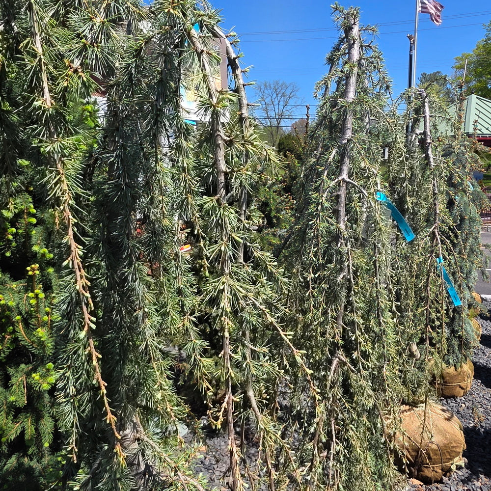 blue atlas cedar fish hook Weeping Blue Atlas Cedar