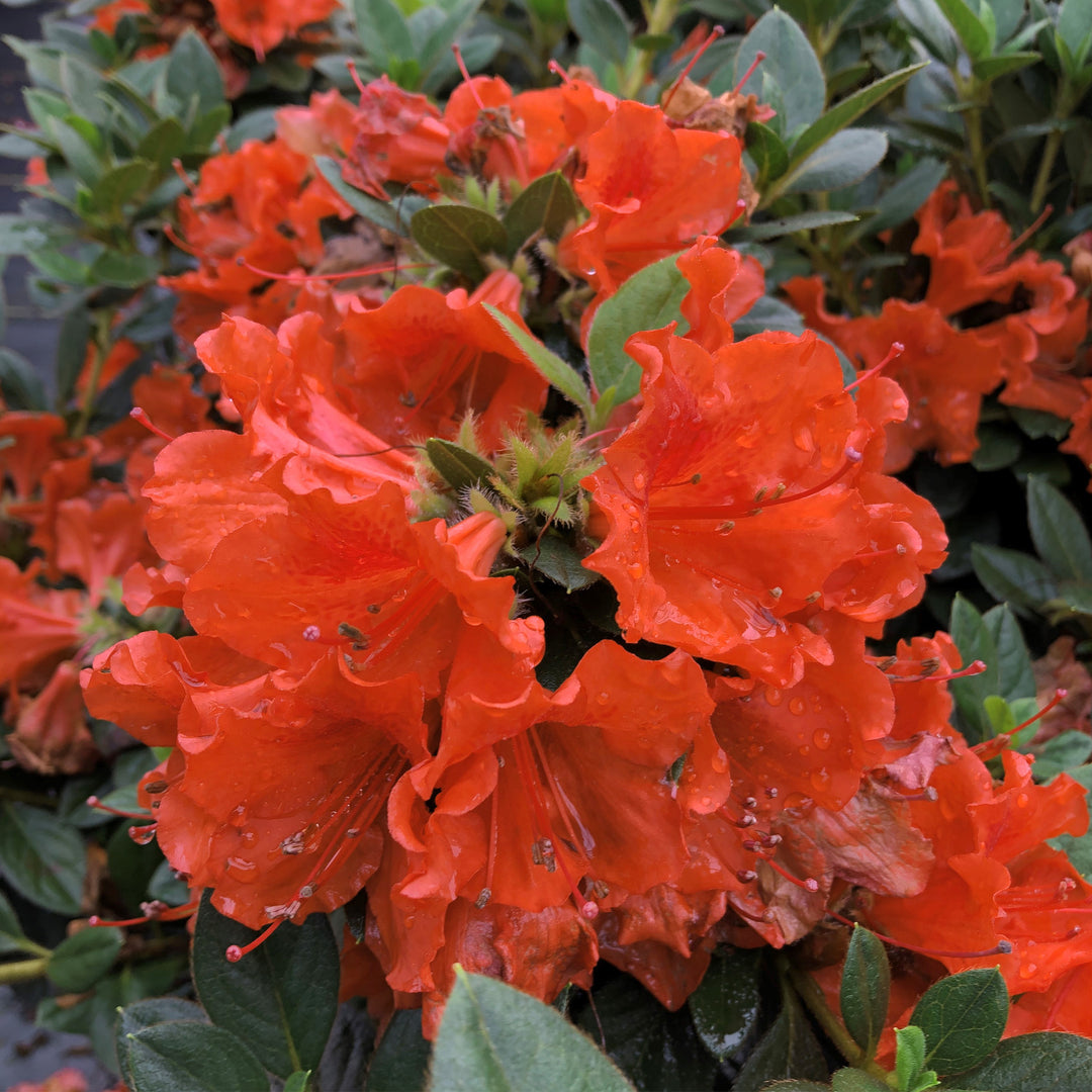 Perfecto Mundo® Double Orange Reblooming Azalea