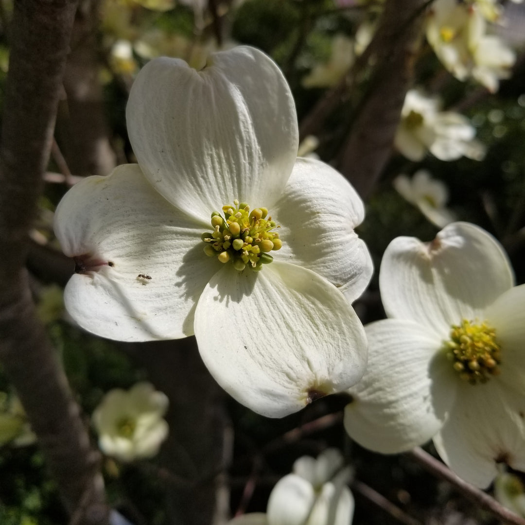 Spring Grove™ Flowering Dogwood
