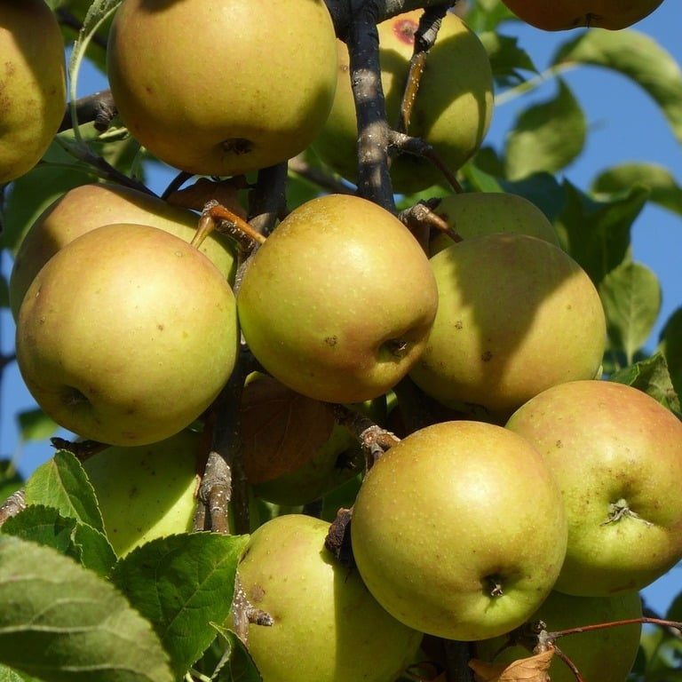 GoldRush Apple