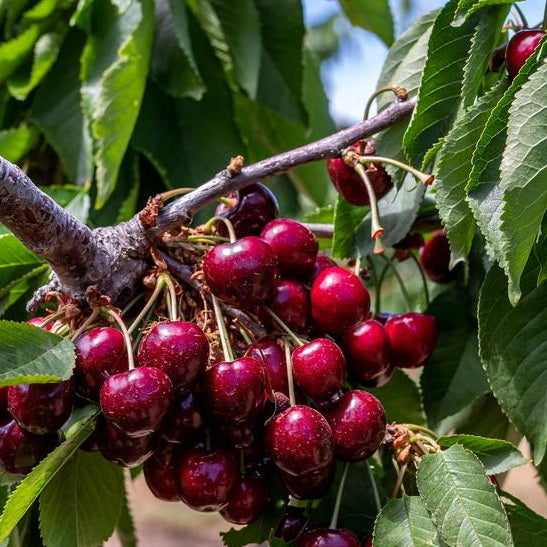 BlackPearl Cherry