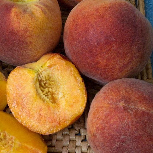 Dwarf Bonanza Peach