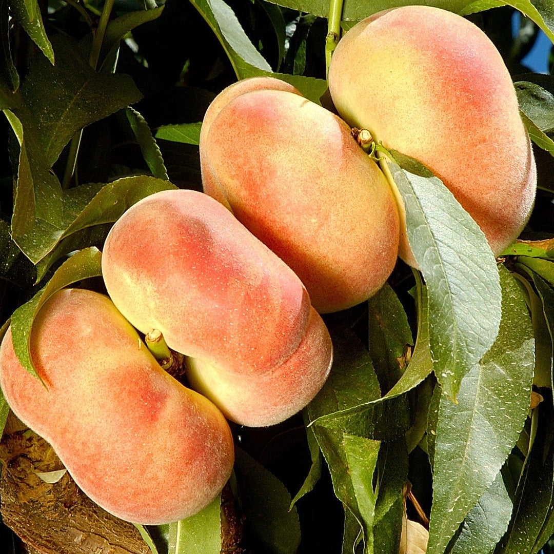 Saturn Donut Peach