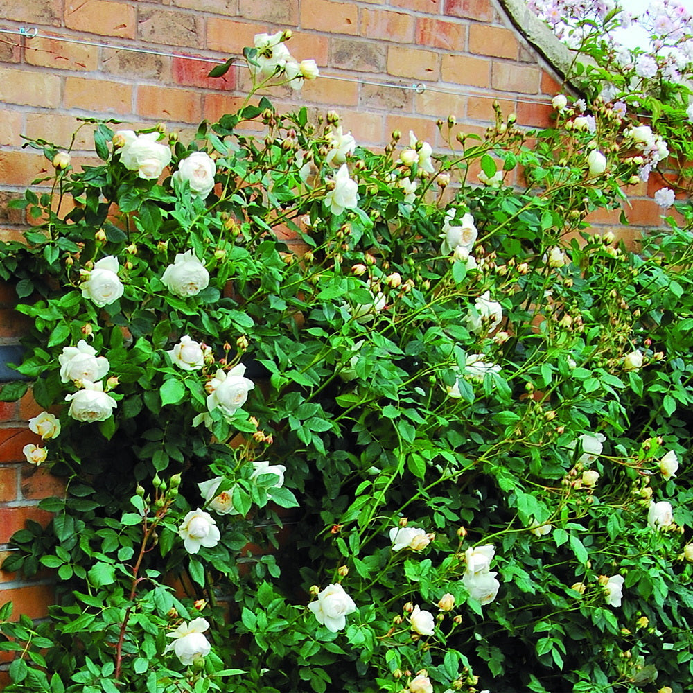 David Austin Claire Austin® Climbing Rose - Trellised