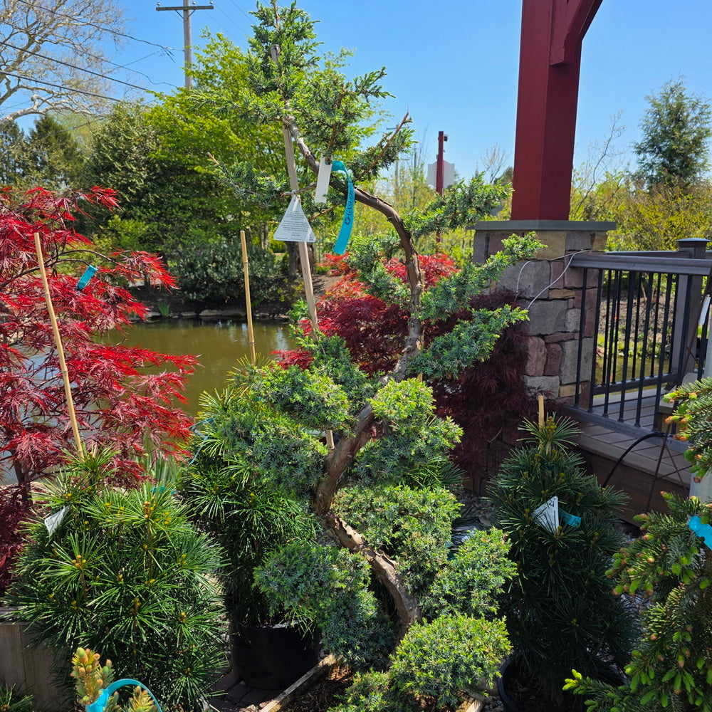 pom pom bonsai tree Blue Alps Chinese Juniper