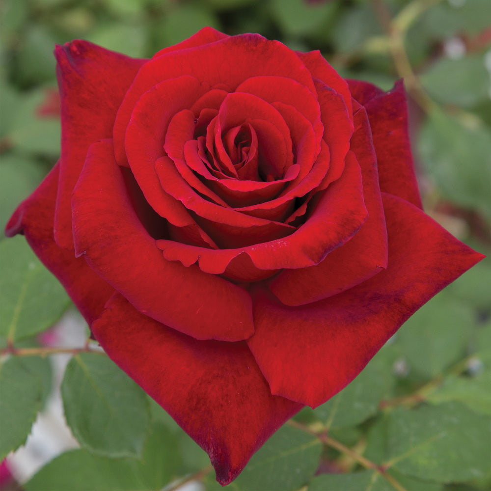 Love’s Promise™ Rose