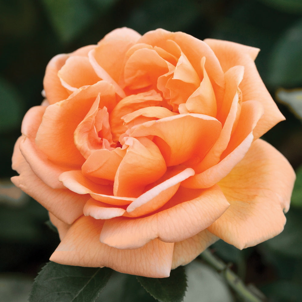 Abbaye de Cluny™ Rose