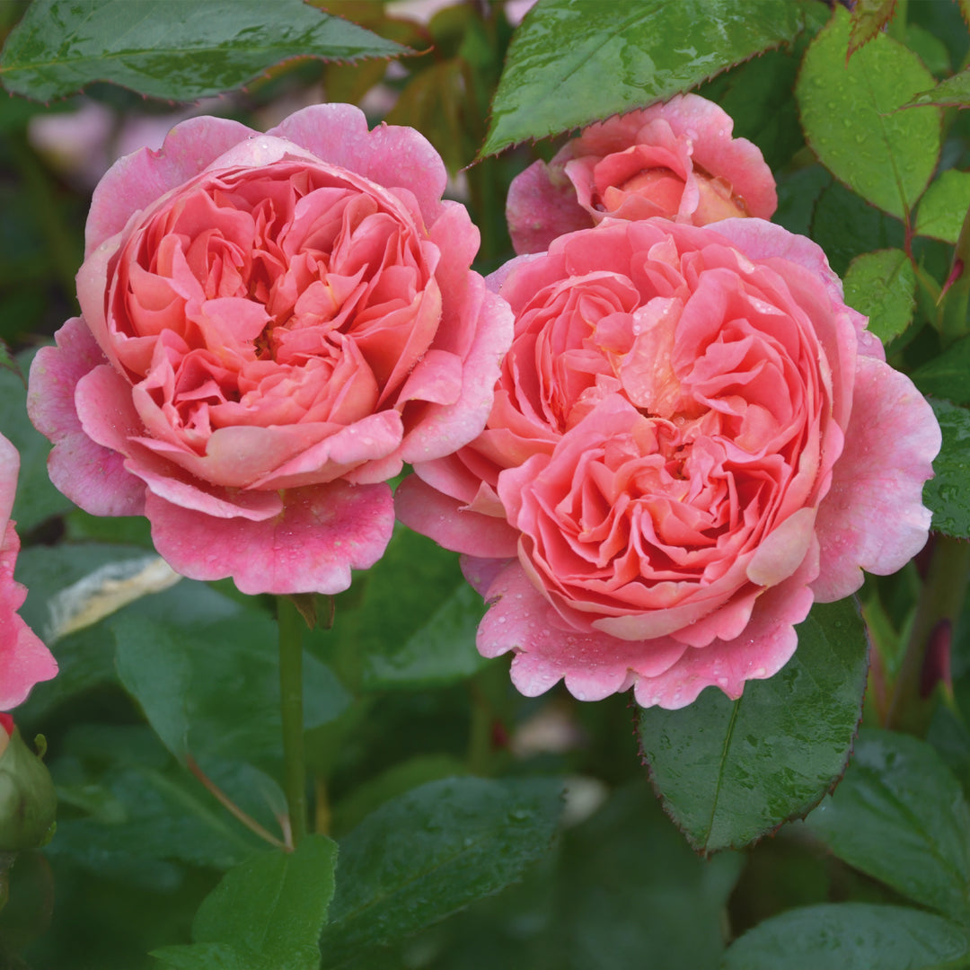 David Austin Boscobel® Rose