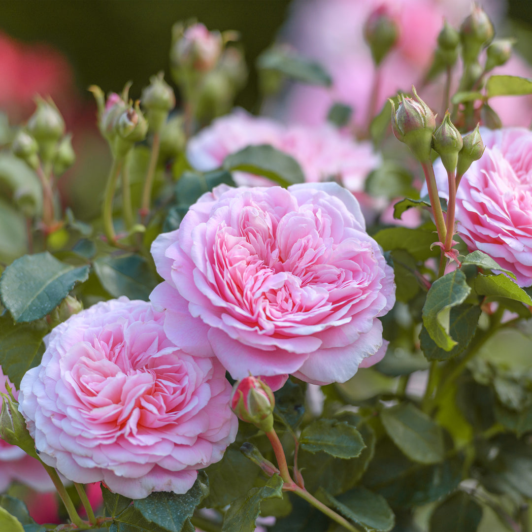 David Austin Eustacia Vye® Rose