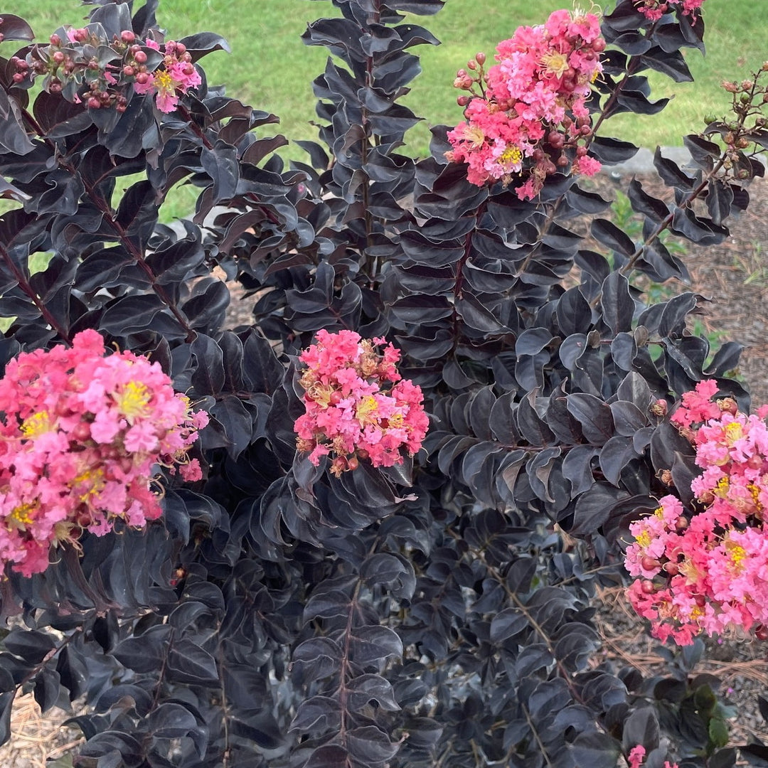 Thunderstruck™ Coral Boom™ Crape Myrtle