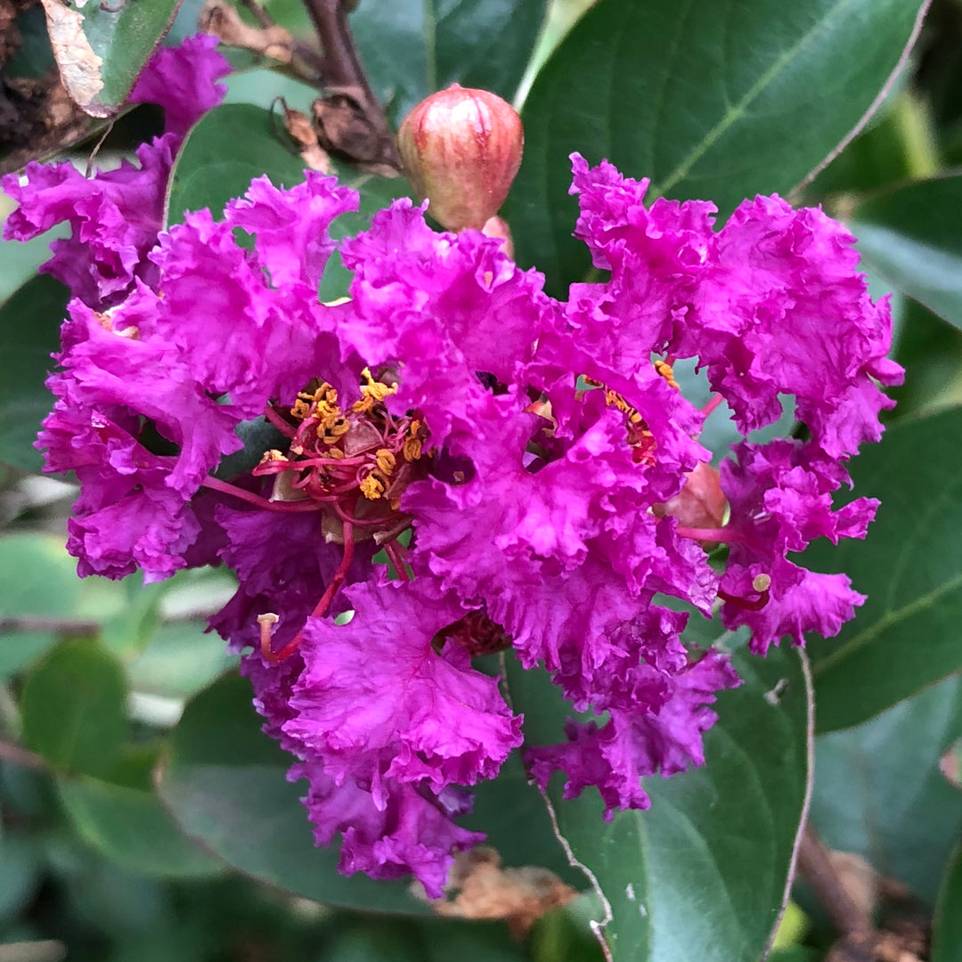 Purple Magic Crapemyrtle