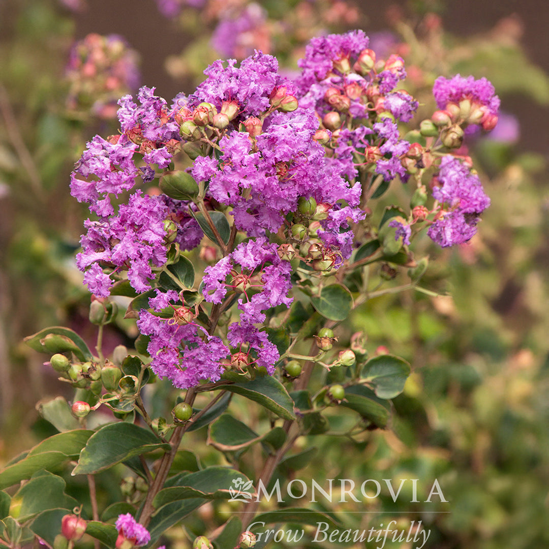 Catawba Crapemyrtle