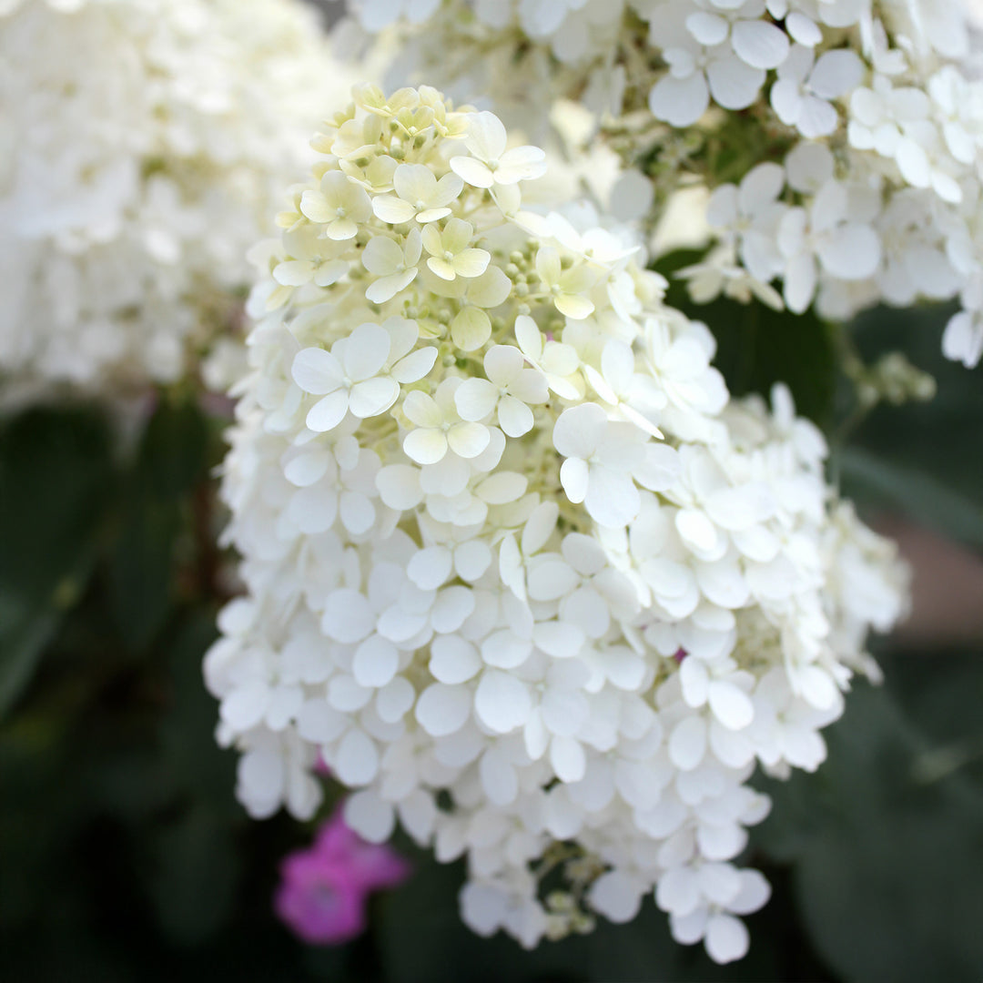 Bobo® Panicle Hydrangea - Tree Form