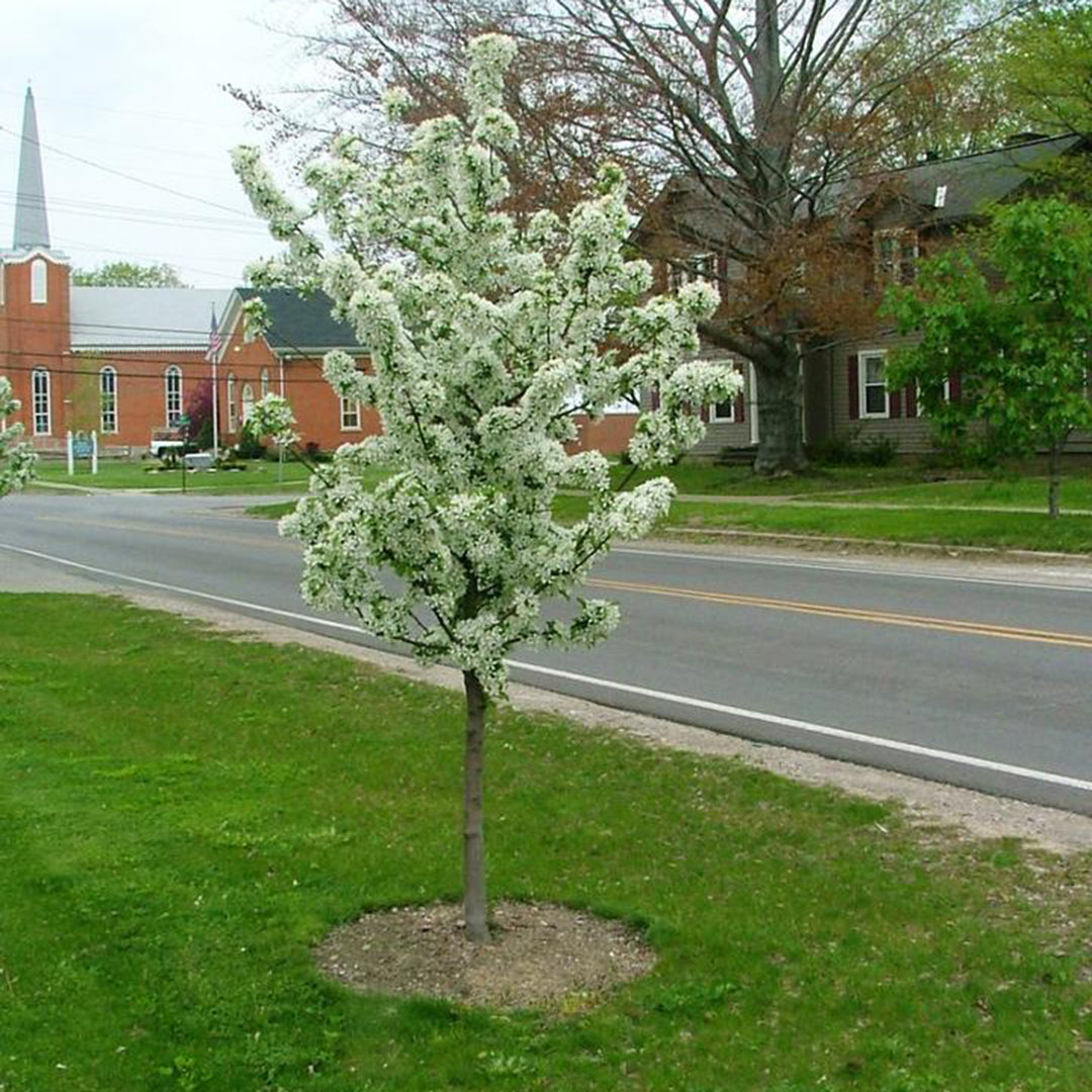 Sweet Sugar Tyme™ Flowering Crabapple