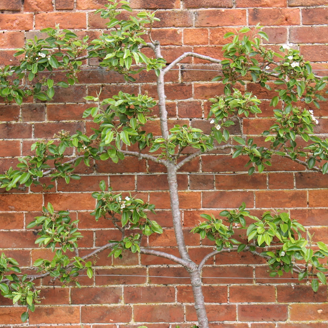 6-in-1 Combination Apple, Espalier