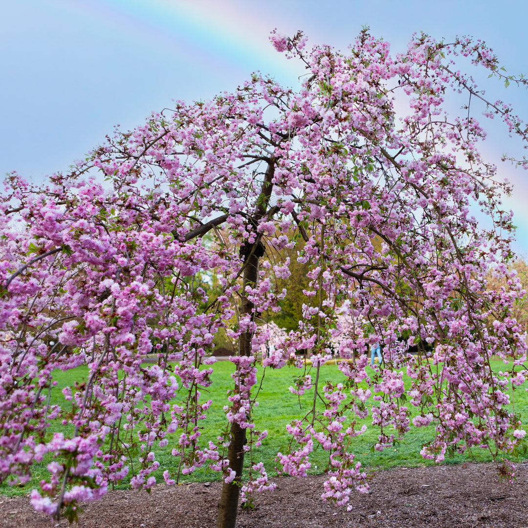 Pink Cascade® Weeping Cherry