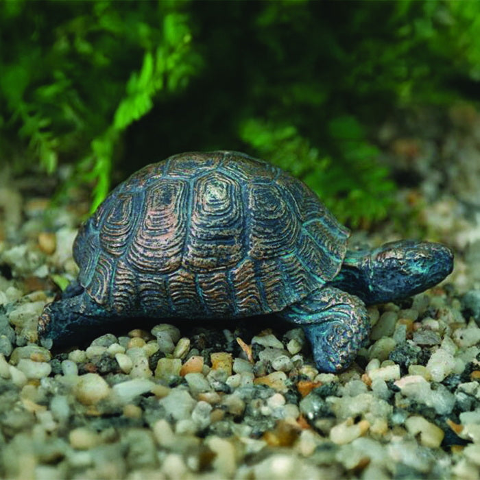 Box Turtle