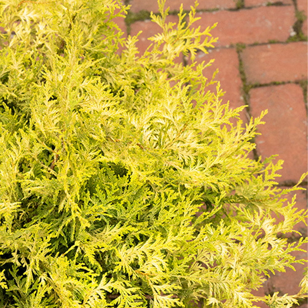 Vintage Gold False Cypress