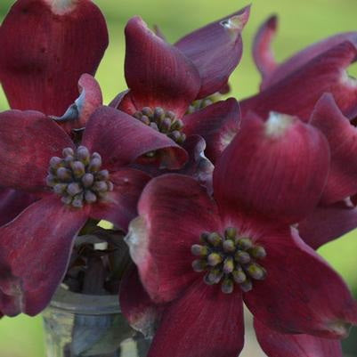 Ragin' Red™ Flowering Dogwood
