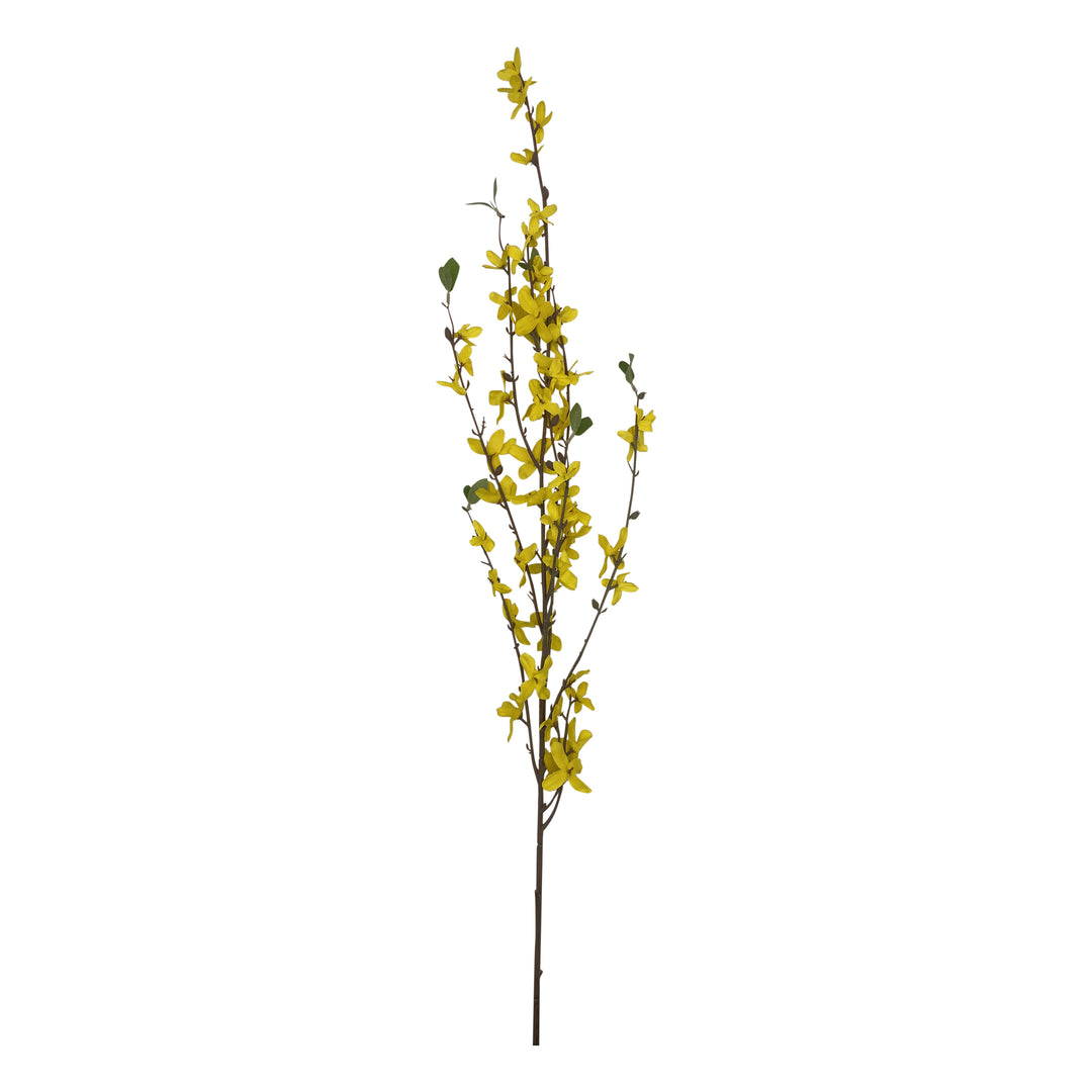 Forsythia Stem