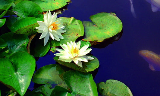Aquatic Plants