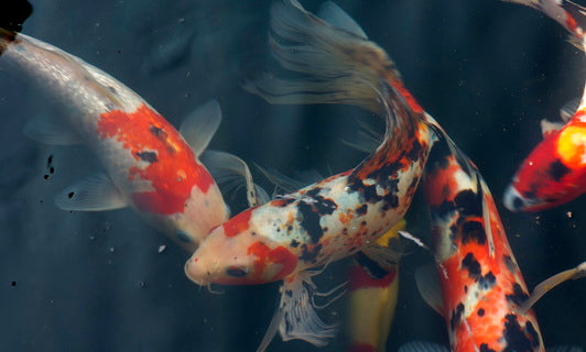 Koi & Goldfish